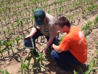 Ag industries interns in the field looking at corn seedlings