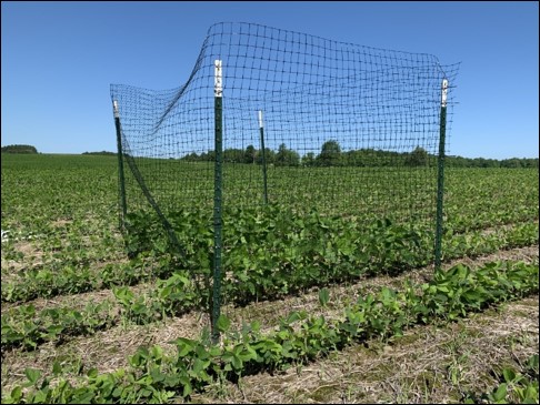 Exclusion cage in a field