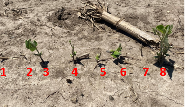 Various levels of hail damage to soybean plants