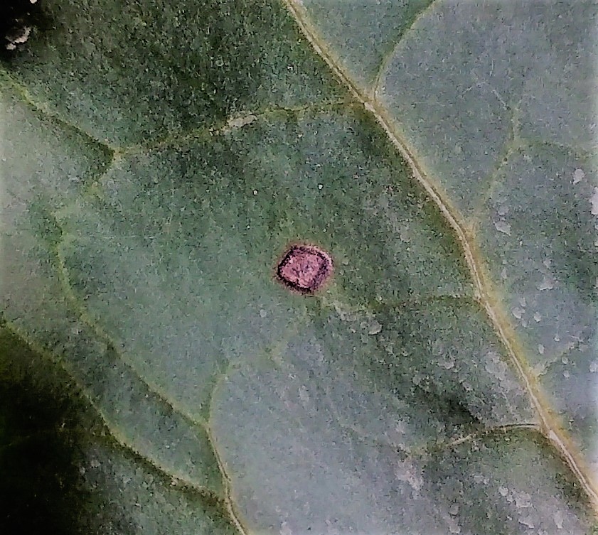 Leafspot sugarbeet 2