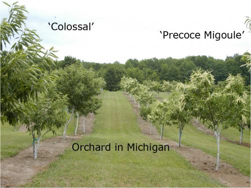 Orchard in Michigan