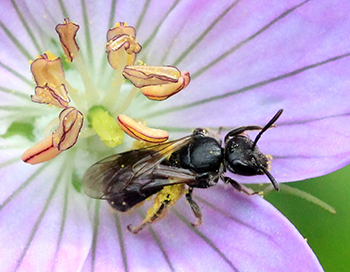 Native bee on geranium