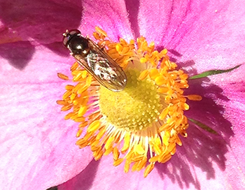 Hover fly on anemone
