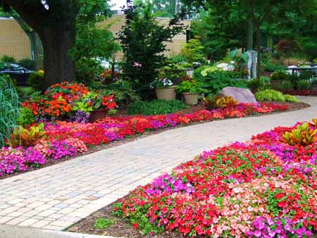 Colorful, vibrant impatiens planted around a walkway