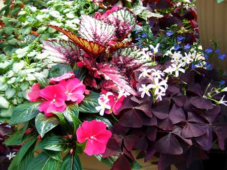 Pink, green, and purple rex begonias with impatiens