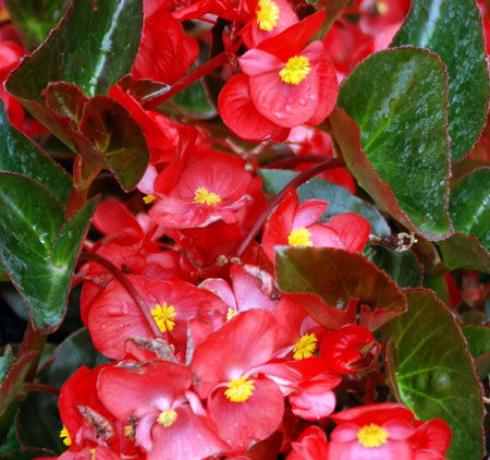Close-up photo of wax begonia: bright red flowers with green leaves