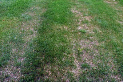 Lawn with dead areas.