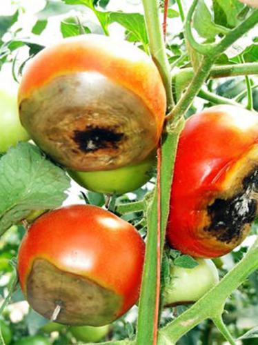 Blossom-end rot on tomatoes. Photo: Rebecca Finneran, MSU Extension.