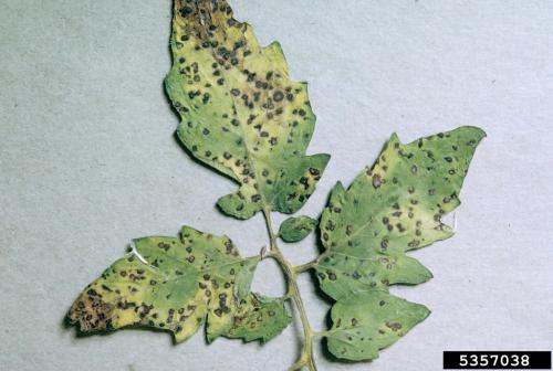 Septoria leafspot, annular leafspot