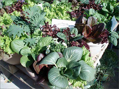 Lettuces can be combined into a fun and tasty container garden that can be cut weekly.