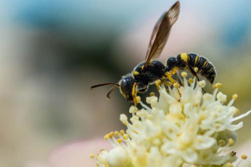 Sphex wasp on flower