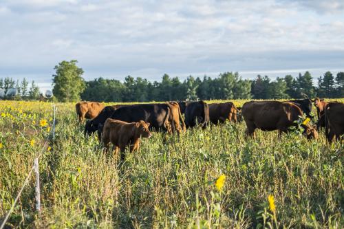 Cattle graze at the Upper Peninsula Research and Extension Center. 