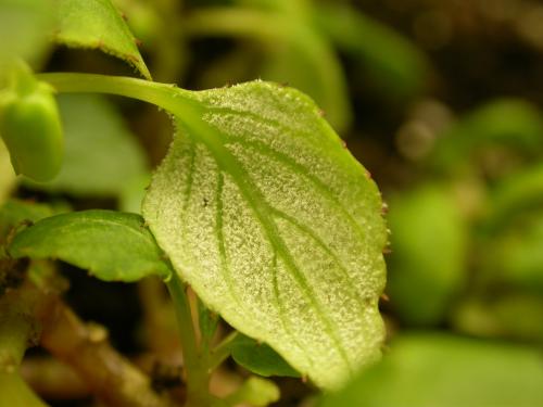 Downy mildew on an impatiens leaf.