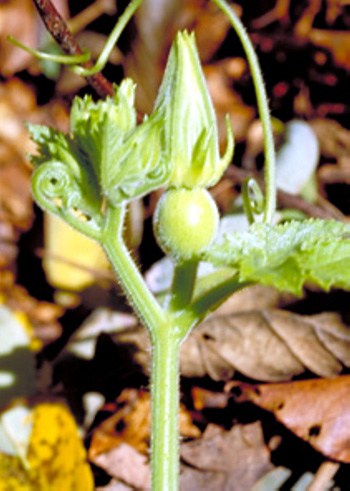 Female cucurbit flower
