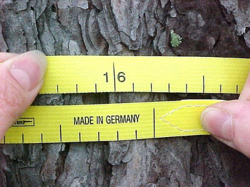 A forester measuring the diameter of a tree. 