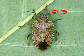 Adult marmorated stink bug with antennal markings highlighted.