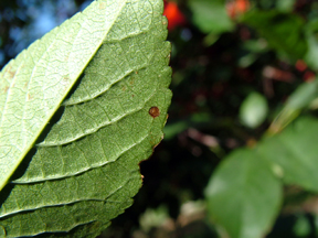 Acervuli developing on the underside of a leaf.