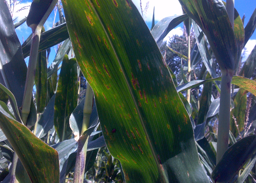 Gray leaf spot on corn