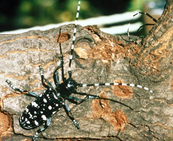 Asian longhorned beetle damage