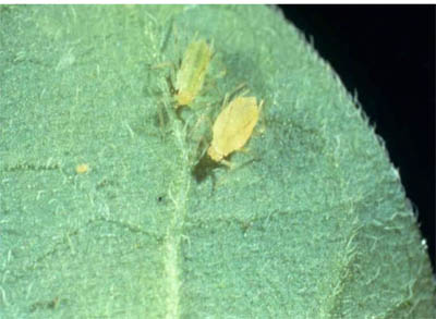 Green peach aphids.