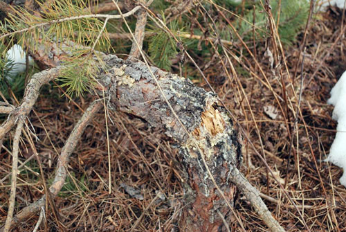 Zimmerman pine shoot moth damage