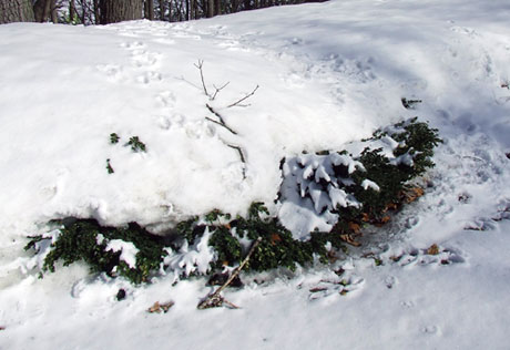 Boxwood under snow drift