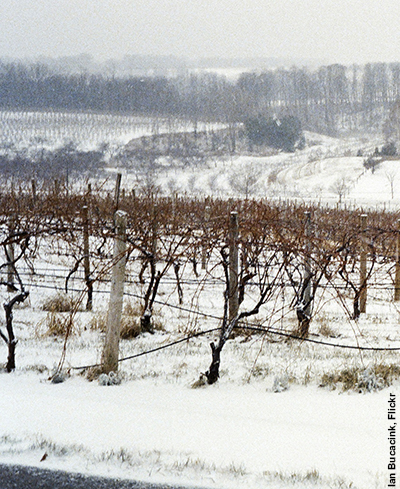 Winery in winter. Photo by Ian Bucacink, Flickr.com