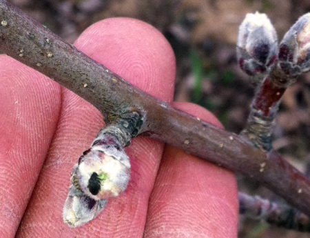 Adult apple flea weevil on a bud at silver tip taken on April 14, 2011 by a grower in central Michigan.