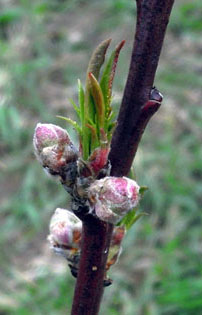 Peach flower buds at pink calyx.