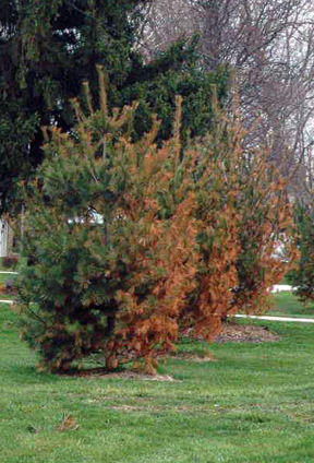 Deicing salt injury is a common occurrence on white pine near major roadways in Michigan.