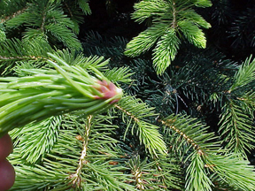 Gall forming Eastern Spruce Gall Adelgid