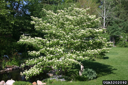 Alternate-leaved dogwood in May.