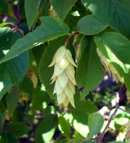 Hop-like fruit of Hophornbeam tree.
