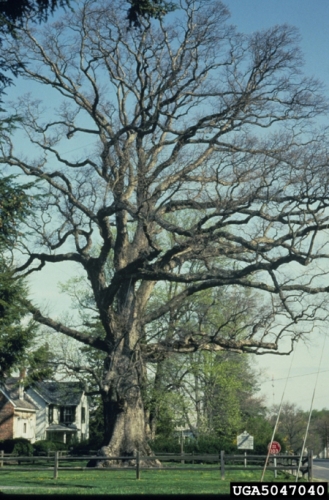 Stately, mature white oak in early spring.