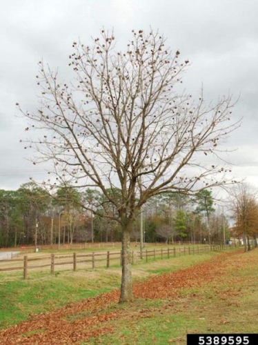 Young bur oak.