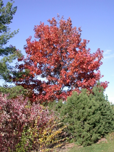 Red oak displaying beautiful red fall color.