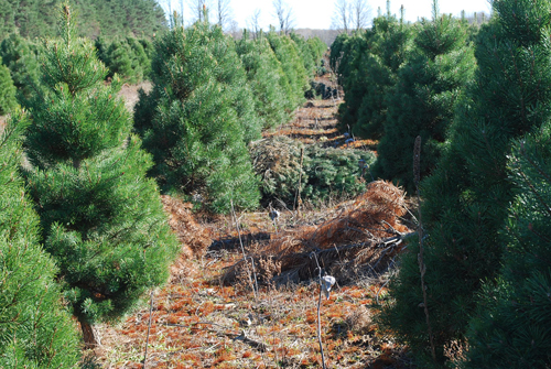 Culled Scotch pine trees