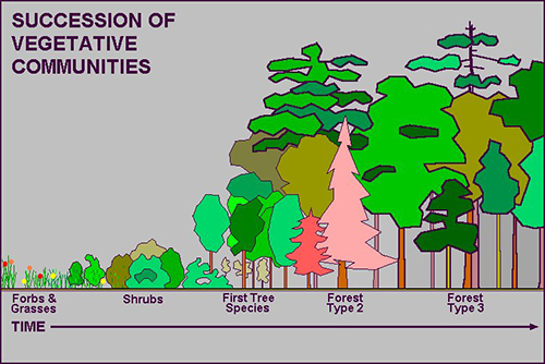Model of forest's succession of vegetative communities