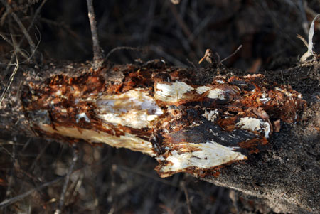 White Mycelial fan can be found under the bark of trees infected with Armillaria root rot.