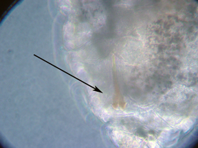 Midge larvae under an oak under glass