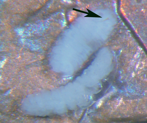 midge larvae under an oak