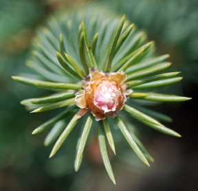 Spruce bud midge damage symptom