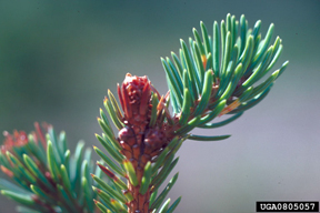Spruce bud midge killed terminal bug