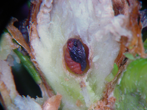 Spruce bud midge closeup