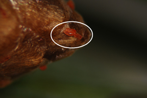Spruce gall midge larvae