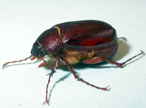 Adult June Beetle