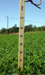 An example of a PEAQ stick measurement taken in 2008 during better growing conditions.
