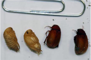 Adult Asiatic garden beetles.