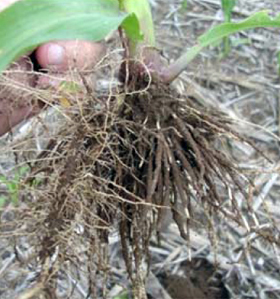 Root feeding damage on corn seedling.