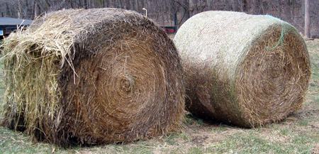 Switchgrass bales that were stored outside from September to April. The bale on the left was wrapped with sisal twine while the bale on the right was net wrapped. The outer layer of the bale on the left has noticeably more wetness and spoilage.